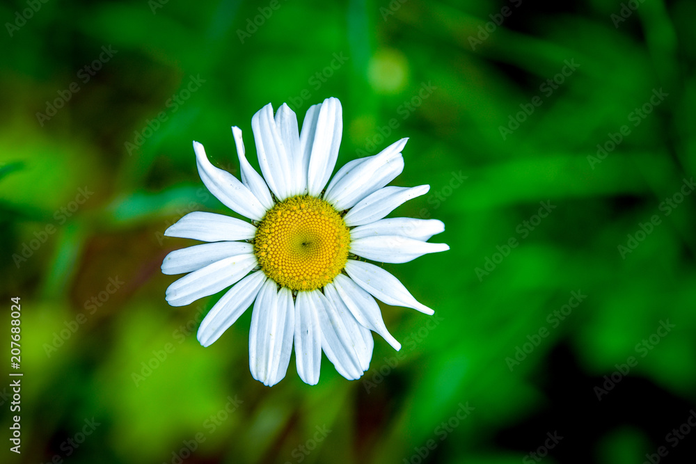 Obraz premium Small daisy