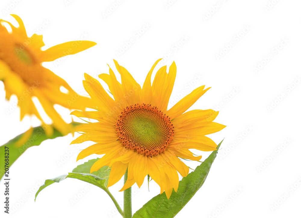 Sunflowers, on an outdoor plantation