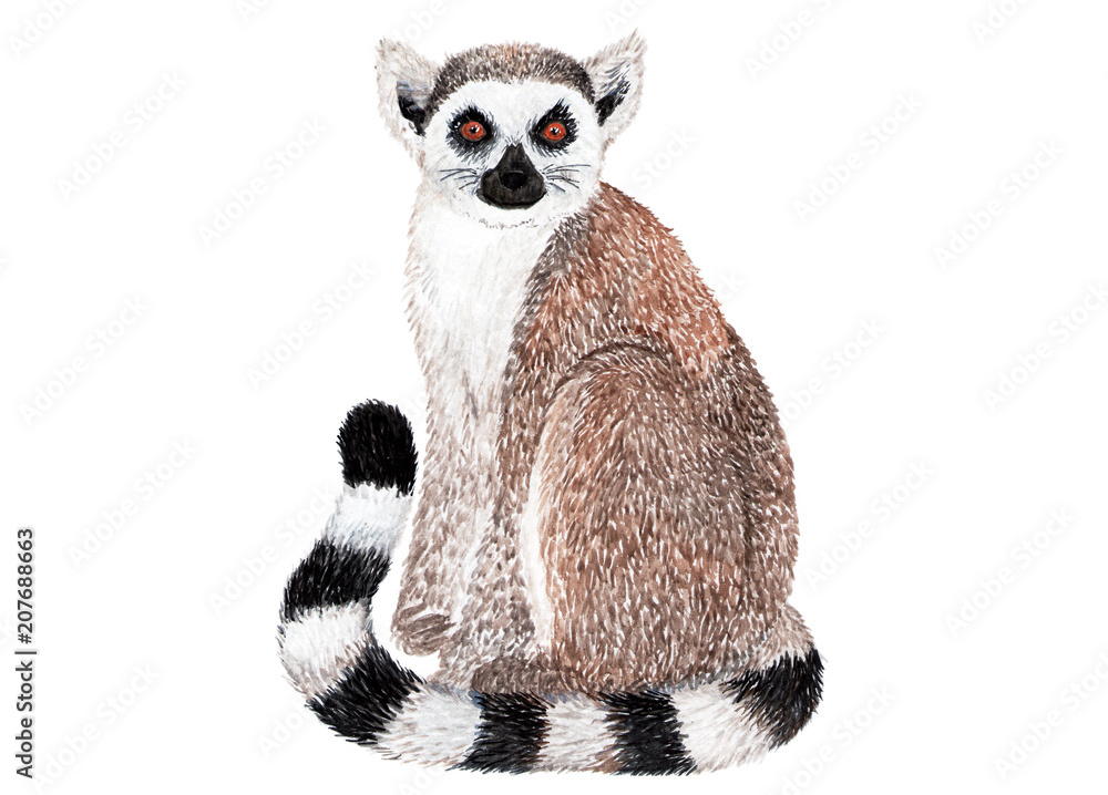 Obraz premium Lemur on white background. Watercolor illustration. Lemur in sitting position painted with watercolors. Element for design.