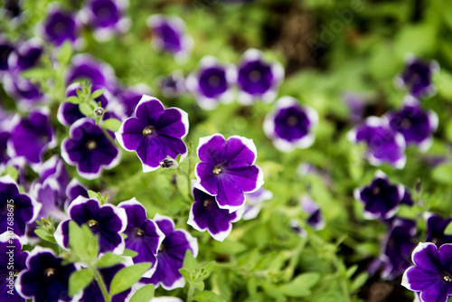 Close Up Purple Petunia Flowers in Garden