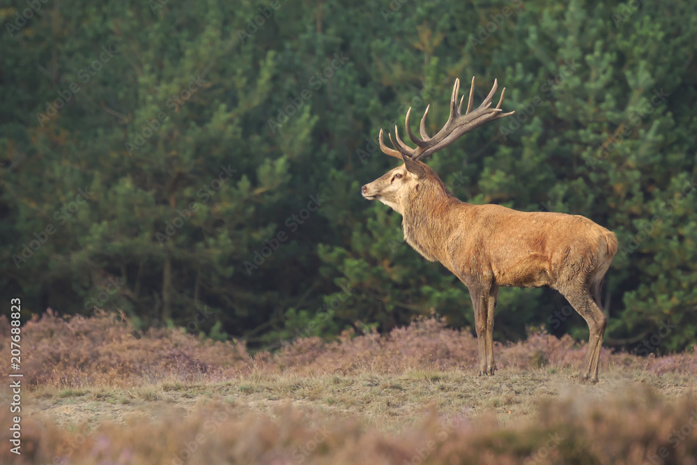 Red deer Cervus elaphus buck in moorland close up Red deer Cervus elaphus buck in moorland close up