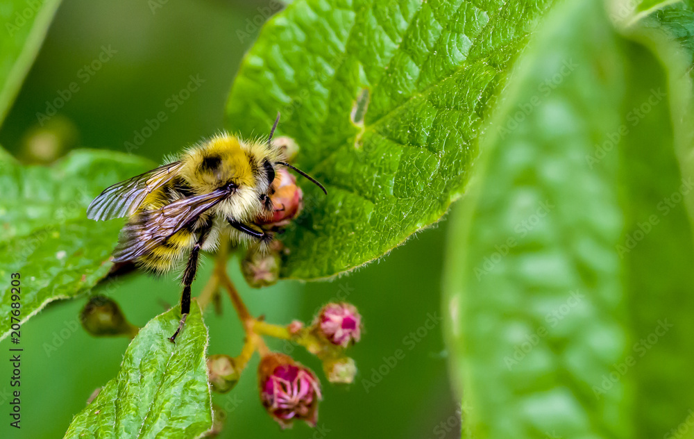 Macro Bee Collecting Pollen from Small Flower and Green Leaves Macro Bee Collecting Pollen from Small Flower and Green Leaves