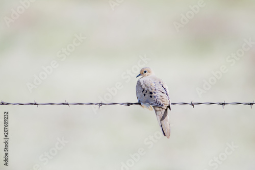 Mourning Dove (Zenaida macroura) Perched on Wood Post with Barbed Wire Fence on the Grasslands