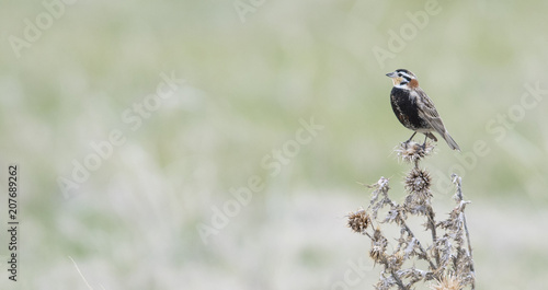 Chestnut-collared Longspur (Calcarius ornatus) Singing while Perched on a Plant on the Grasslands of Colorado photo