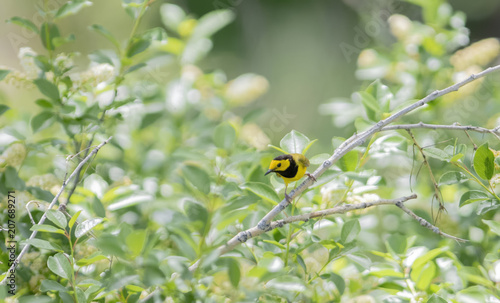 Male Hooded Warbler (Setophaga citrina) in Dense Vegetation During Migration