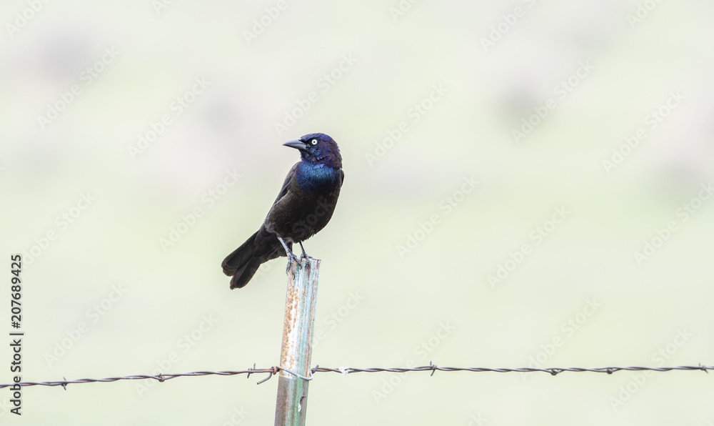 Fototapeta premium Common Grackle (Quiscalus quiscula) Perched on Barbed Wire Fence