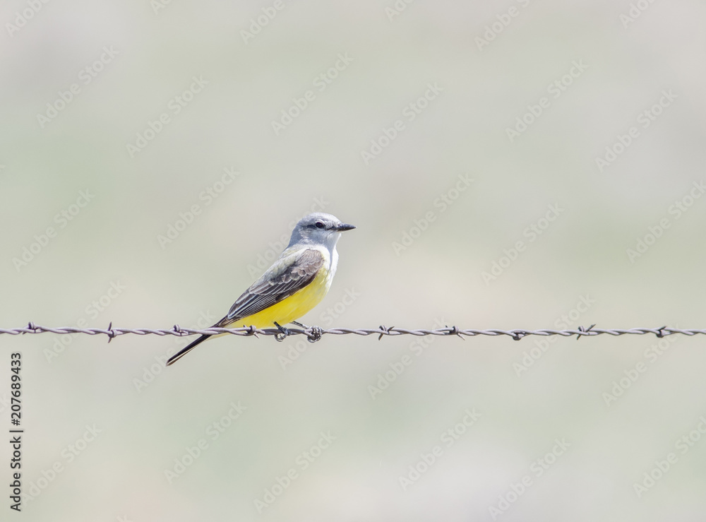 Fototapeta premium Western Kingbird (Tyrannus verticalis) Perched on Barbed Wire on the Grasslands of Colorado