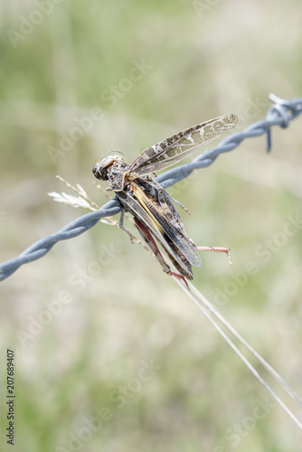 Red-shanked Grasshopper (Xanthippus corallipes) Impaled on Barbed Wire by a Loggerhead Shrike photo