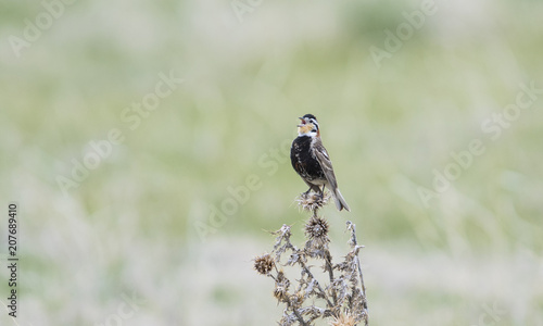 Chestnut-collared Longspur (Calcarius ornatus) Singing while Perched on a Plant on the Grasslands of Colorado photo