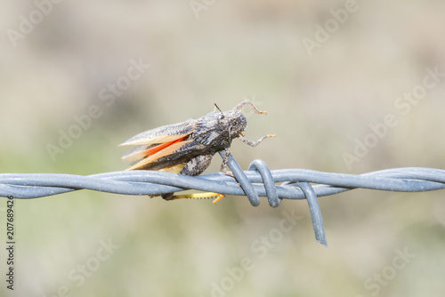 Speckle-winged Grasshopper (Arphia conspersa) Impaled on Barded Wire by a Loggerhead Shrike photo