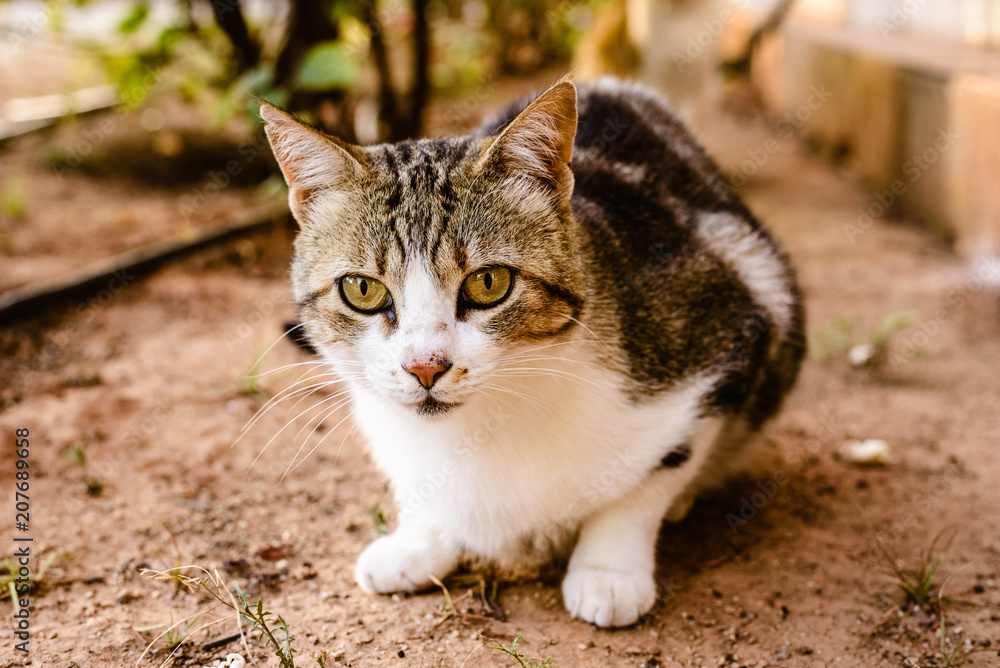 Domestic cat looking at camera