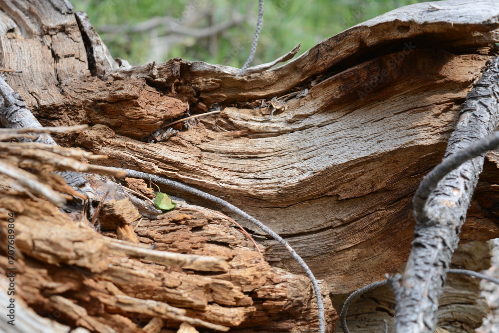 Woods of Wyoming with, grains, trees, and patterns Woods of Wyoming with, grains, trees, and patterns