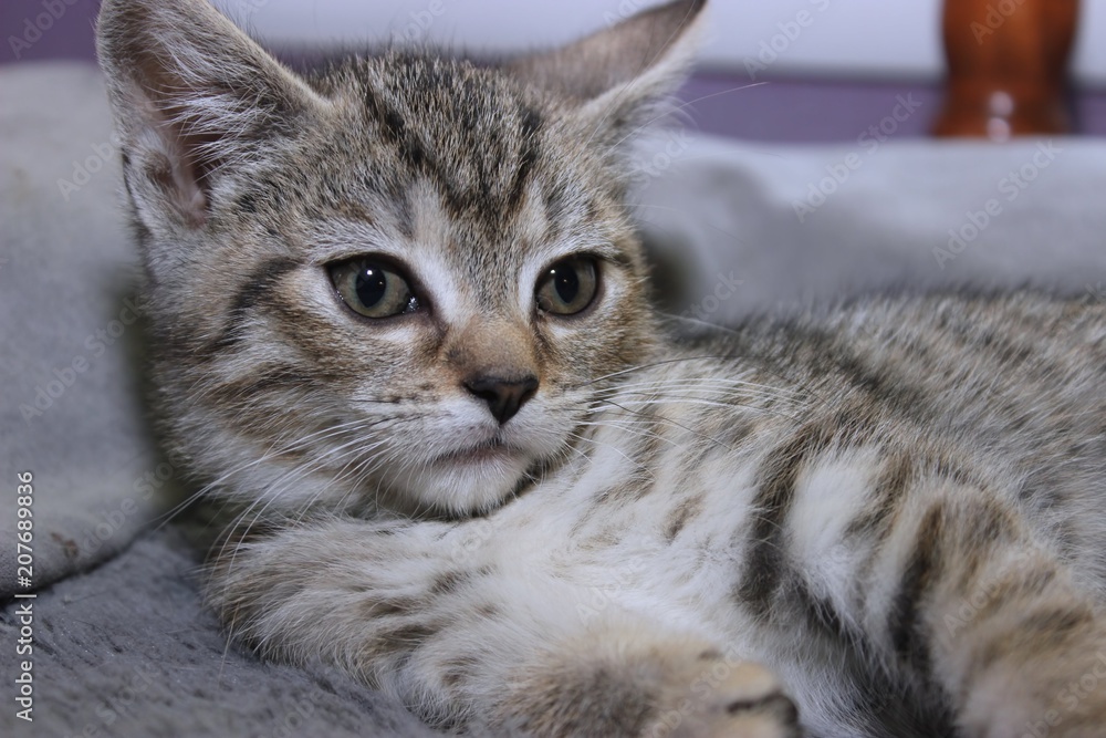 Obraz premium SMALL BROWN TABBY KITTEN