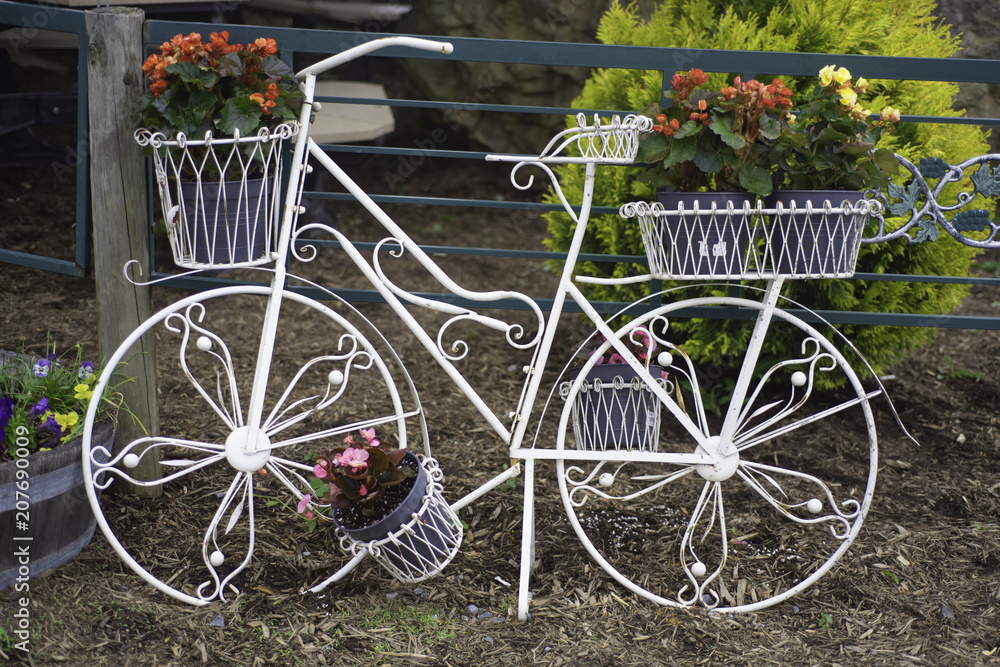 Decorative garden white bicycle with flower stands for Begonias flowers.