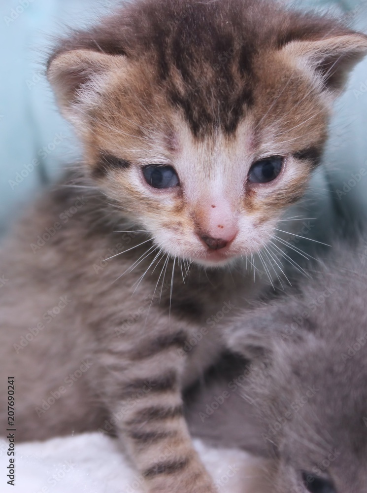 TINY BROWN TABBY KITTEN TINY BROWN TABBY KITTEN