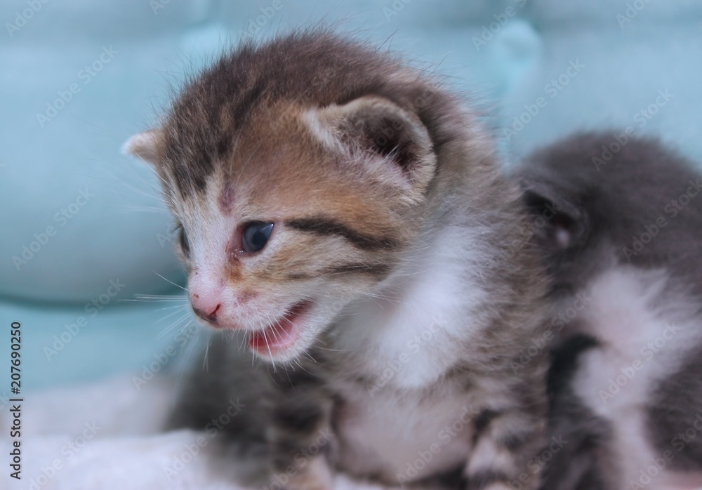 TINY BROWN TABBY KITTEN TINY BROWN TABBY KITTEN