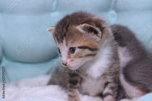 TINY BROWN TABBY KITTEN © joyce