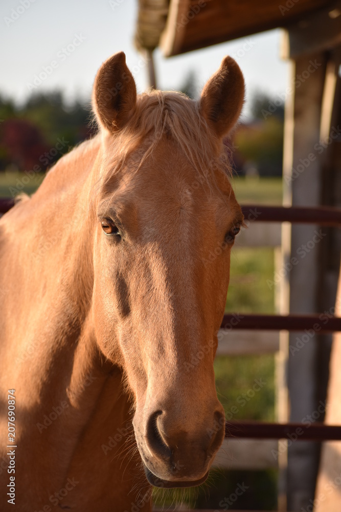 Fototapeta premium Beautiful Bentley