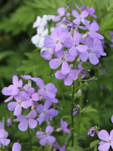 SMALL PURPLE AND WHITE WILDFLOWERS