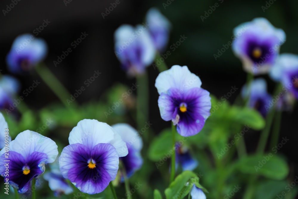 Purple blue Pansy Flowers from garden, selective focus Purple blue Pansy Flowers from garden, selective focus