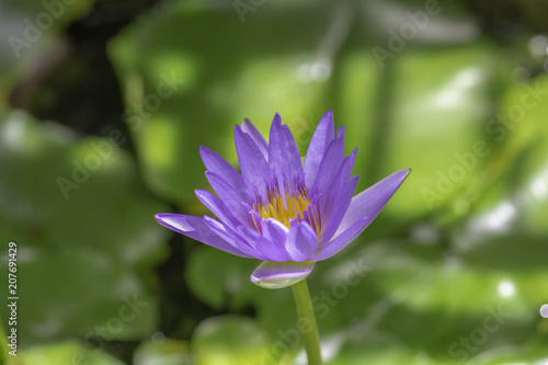 Beautiful purple lotus bloom in the pond .