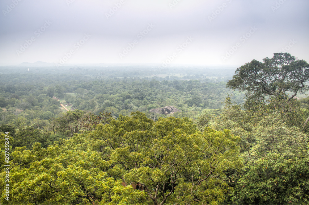View over the jungle in Sigiriya, Sri Lanka.