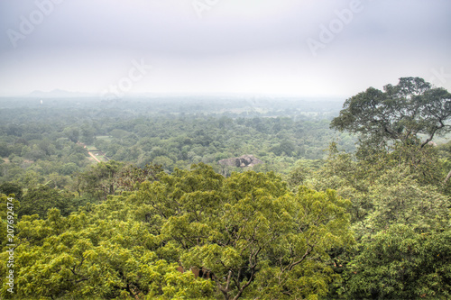 View over the jungle in Sigiriya  Sri Lanka.