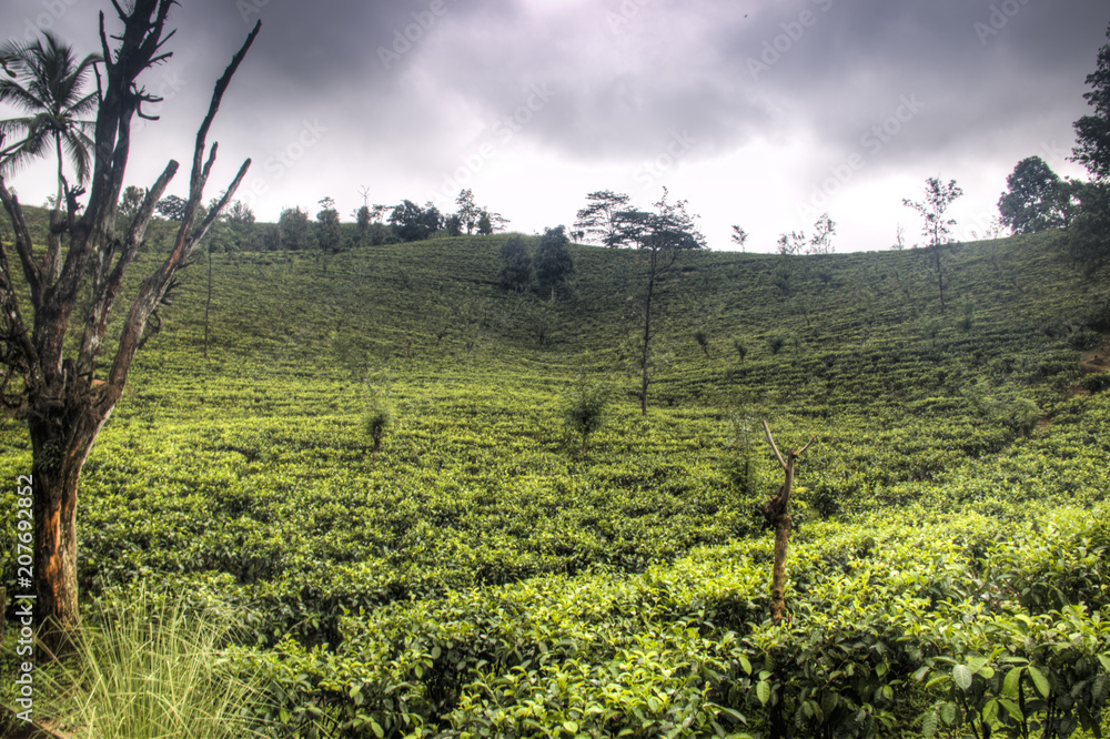 Tea plantations around Kandy, Sri Lanka. Tea plantations around Kandy, Sri Lanka.