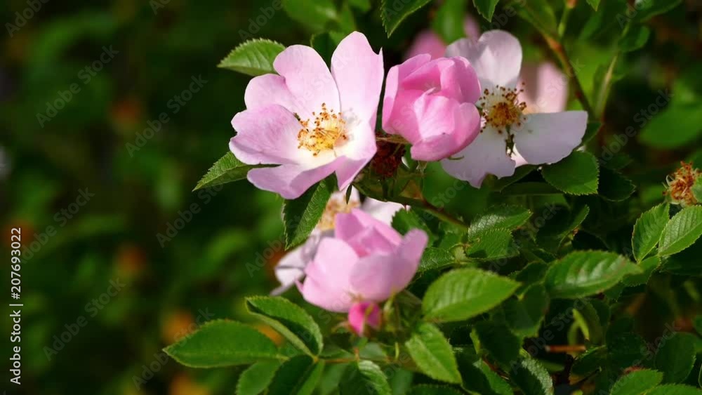 medicinal rosehip and flowers,
medicinal rosehip and flowers,