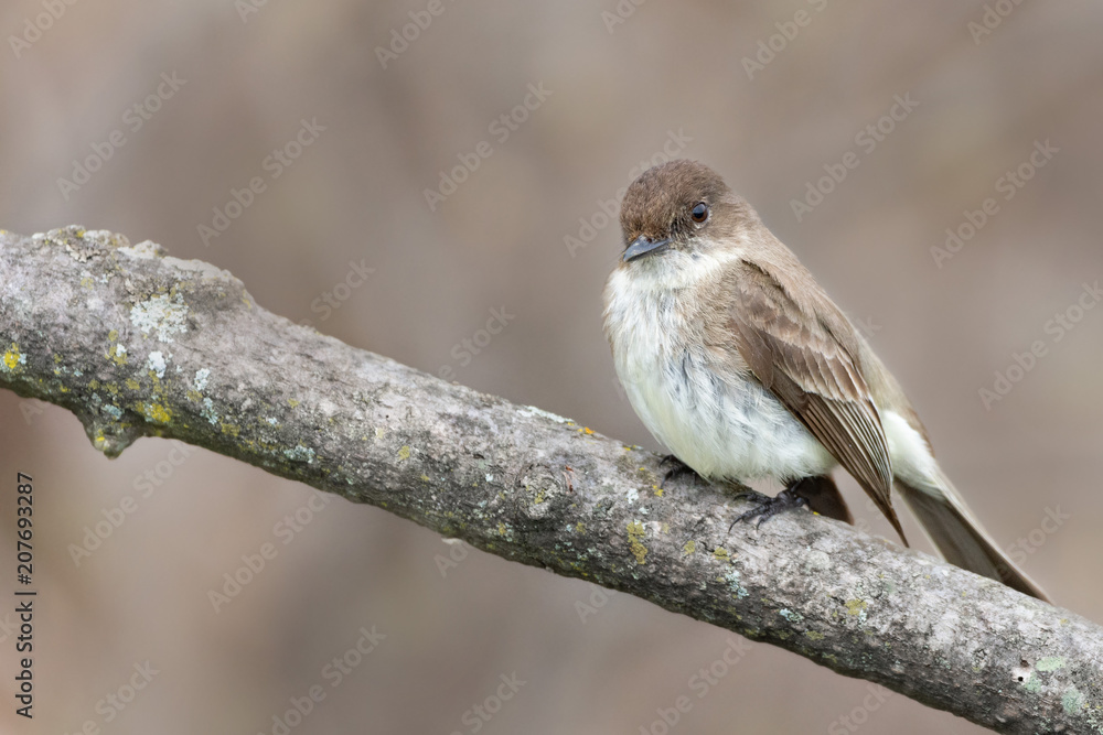 Fototapeta premium Phoebe