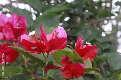 flores rojas con pistilos 