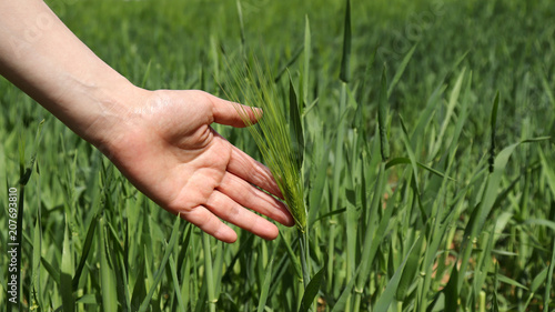 Green barley fields and women's hands.