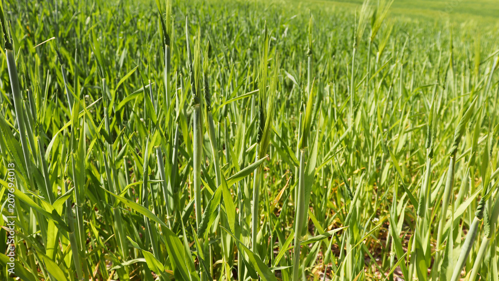 A close-up image of growing green barley field. A close-up image of growing green barley field.
