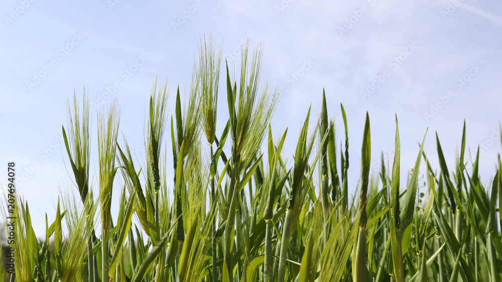 The bright blue sky and rich green barley field view. The bright blue sky and rich green barley field view.
