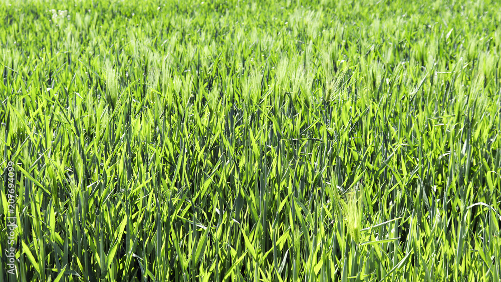 Close-up image of green barley fields growing thickly. Close-up image of green barley fields growing thickly.
