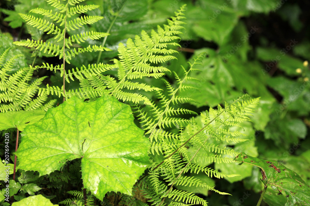 Green Fern in Nature Green Fern in Nature