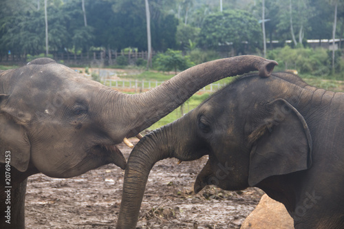 Elephants in an orphenage in Sri Lanka. photo