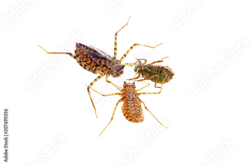 Dragonfly larvae, and on a white background
