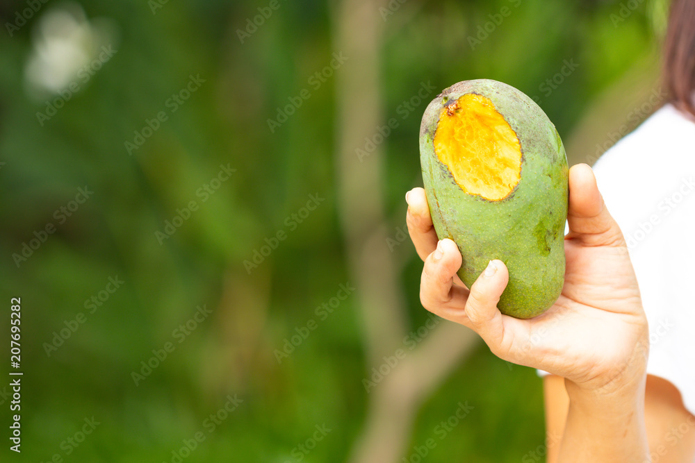 Rotten mango.. Stock Photo