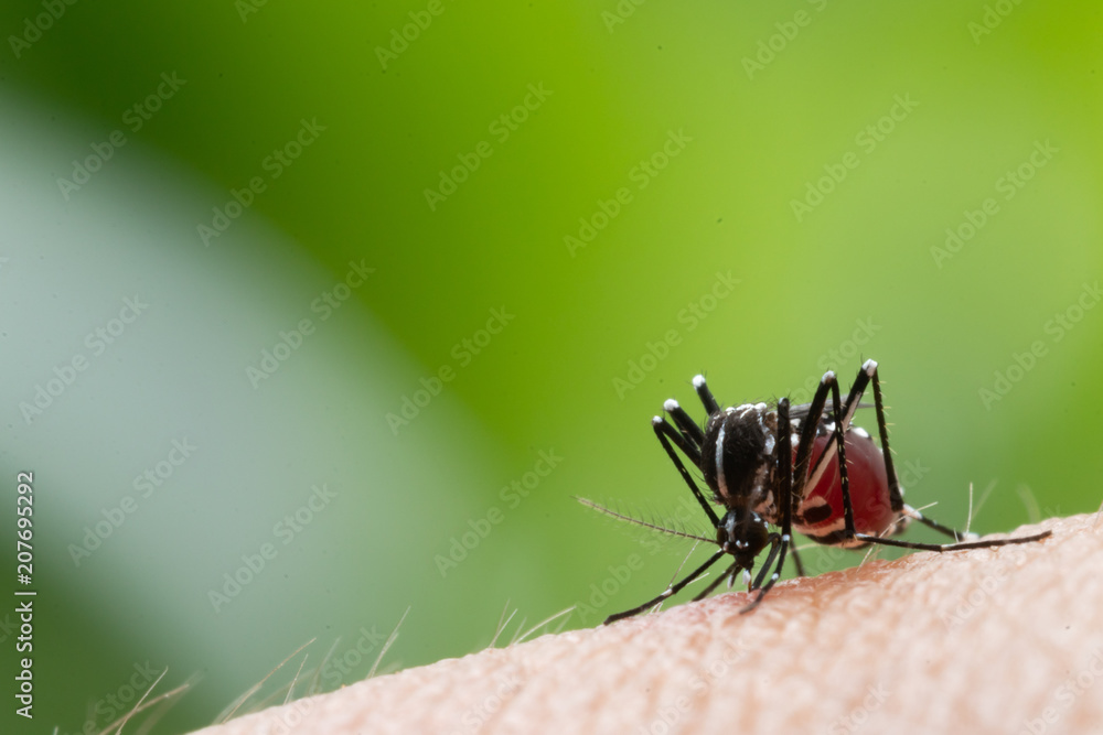 Aedes aegypti Mosquito. Close up a Mosquito sucking human blood, Aedes aegypti Mosquito. Close up a Mosquito sucking human blood,