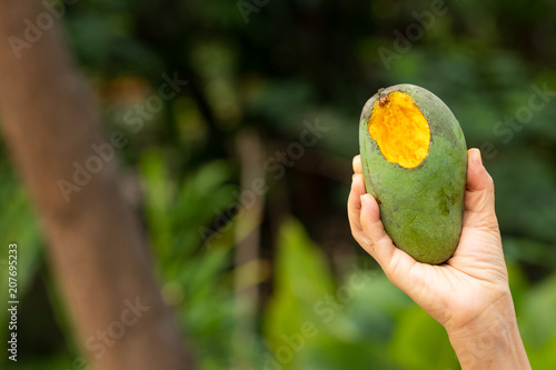 rotten ripe mango bitten by wild animal on hand