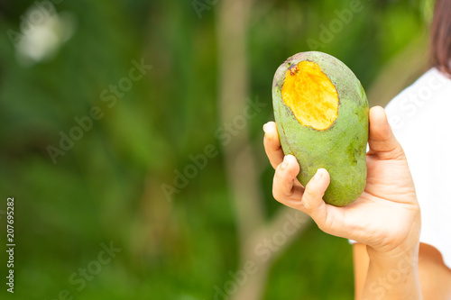 rotten ripe mango bitten by wild animal on hand