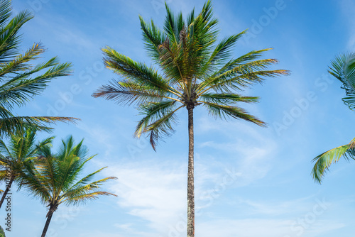 Coconut palm tree perspective view from bottom floor