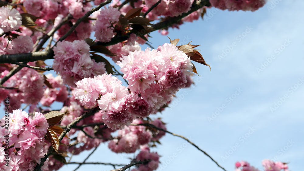 Obraz premium King&nbsp;cherry&nbsp;blossom&nbsp;and&nbsp;spring&nbsp;season. 