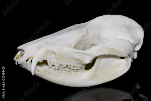 Opossum (Didelphis virginiana) Skull