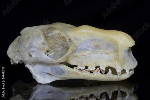 Male Hammerhead Bat (Hypsignathus monstrosus) Skull - Lateral View photo