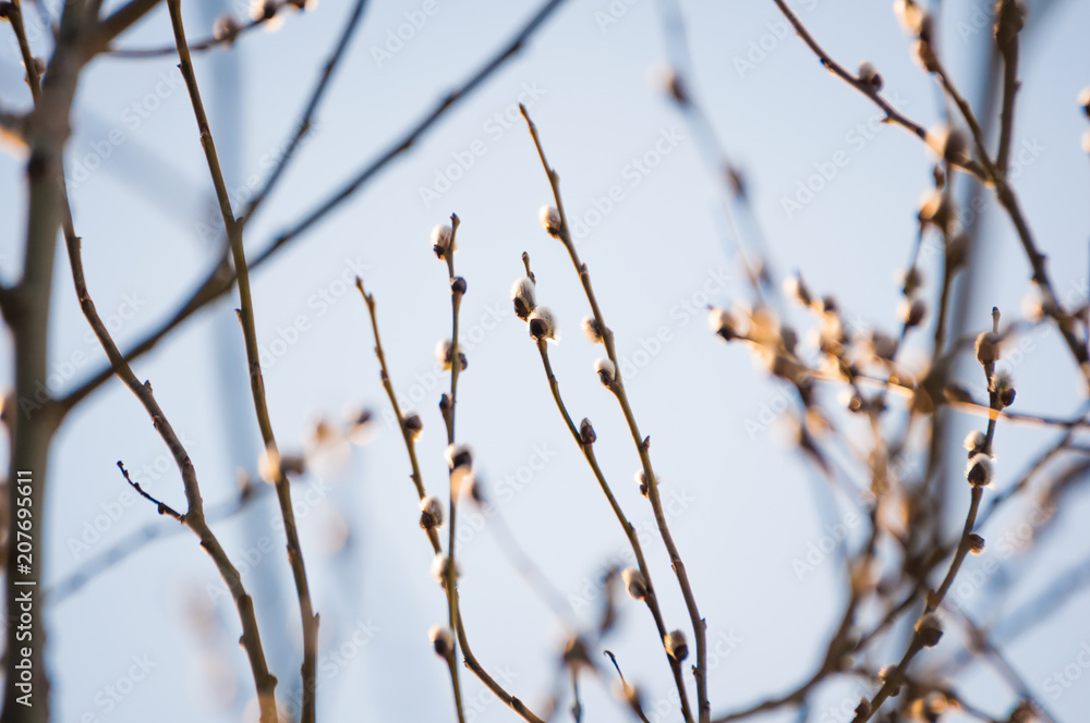 Blooming pussy willow Catkins and branches. Spring time scene. Closeup shot Blooming pussy willow Catkins and branches. Spring time scene. Closeup shot