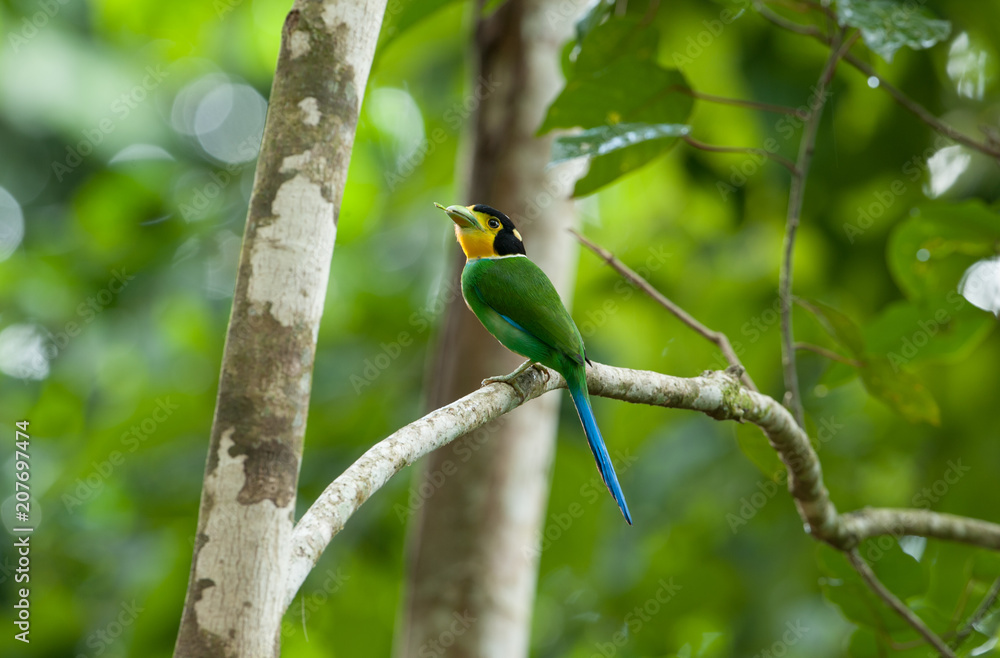 Fototapeta premium Long-tailed Broadbill 