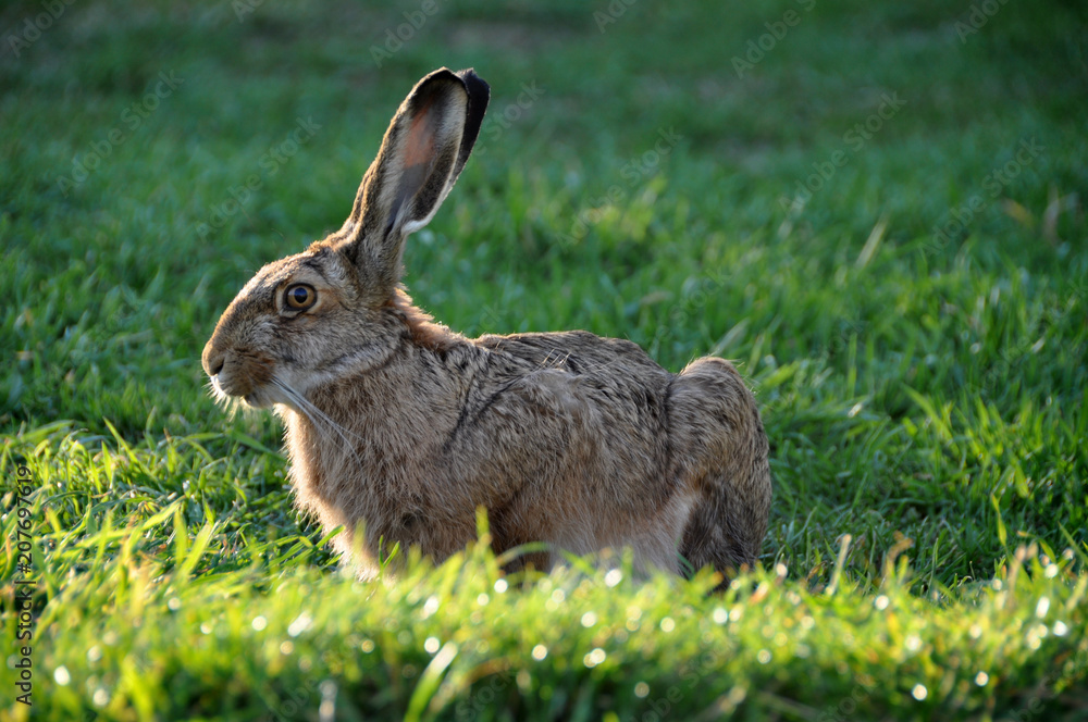 European hare (Lepus europaeus), or brown hare, in Chile, Patagonia European hare (Lepus europaeus), or brown hare, in Chile, Patagonia