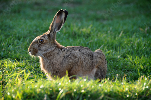 European hare (Lepus europaeus), or brown hare, in Chile, Patagonia